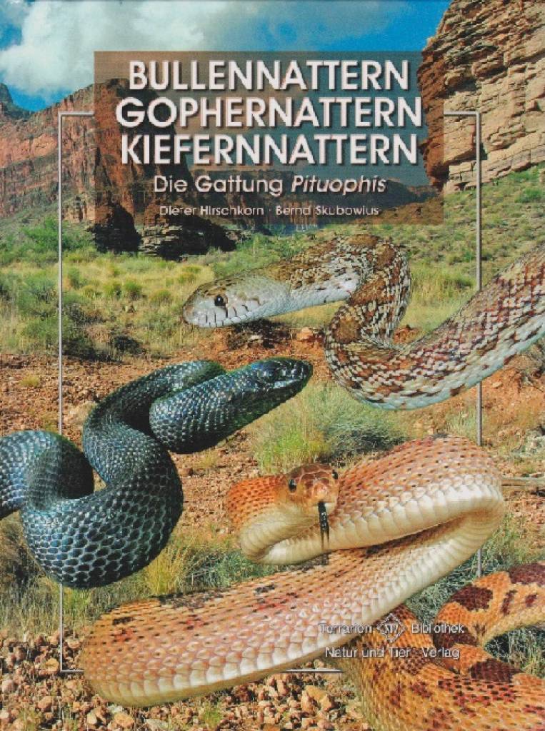 Bullennattern, Gophernattern, Kiefernnattern